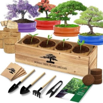 Product image for the bonsai tree kit